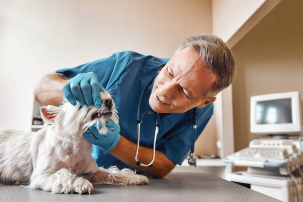 Best 24-Hour Emergency Dental Care in Choudrant, LA